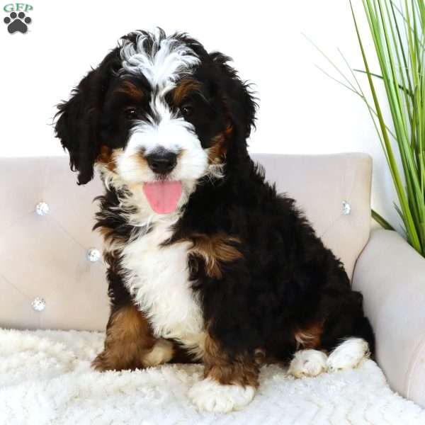 Max, Mini Bernedoodle Puppy